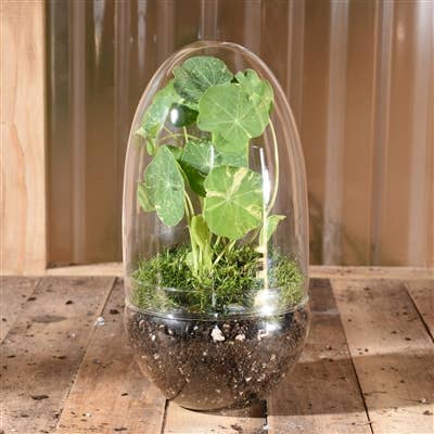 Sole Glass Oval Terrarium