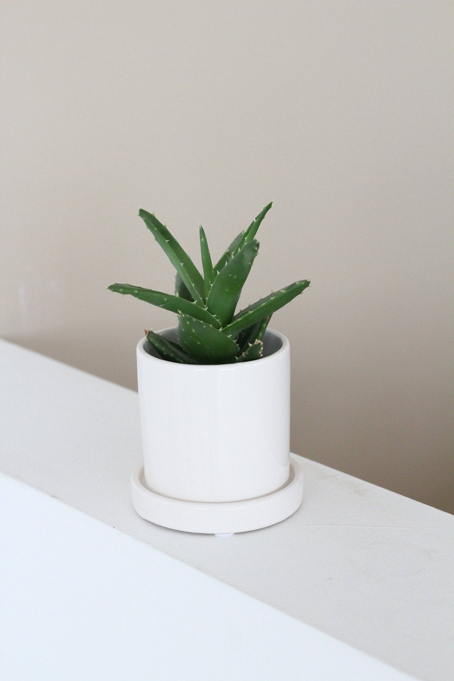 Mini Glossy White Pot & Saucer