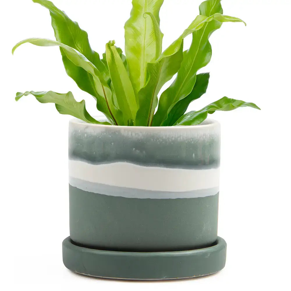 Minute Pot & Saucer
