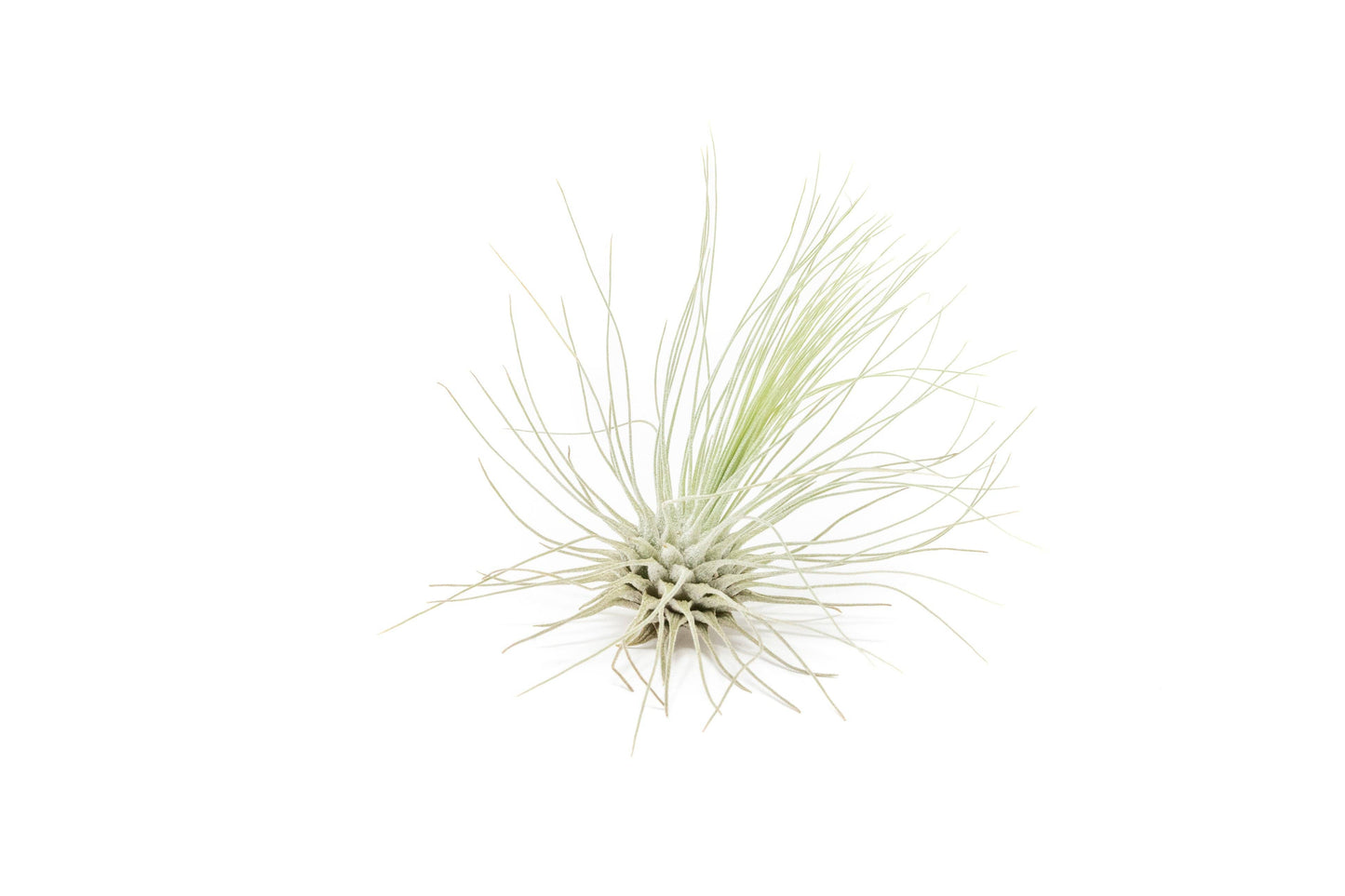 Tillandsia Thin Argentea