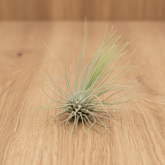 Tillandsia Thin Argentea