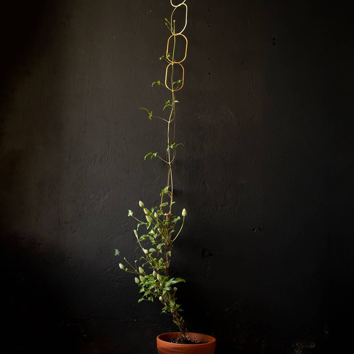 Climbing Plant Gold Brass Chain