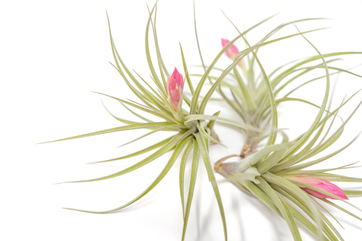 Tillandsia Stricta Green Hybrid