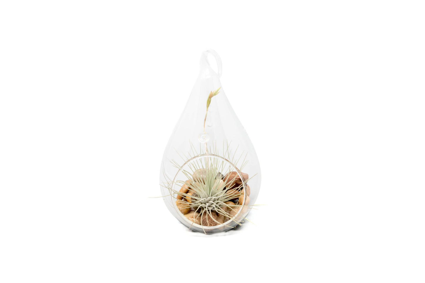 Open Teardrop Air Plant Terrarium