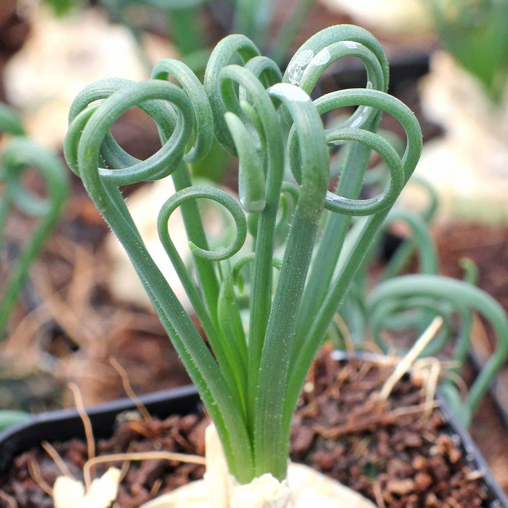 Albuca Spiralis