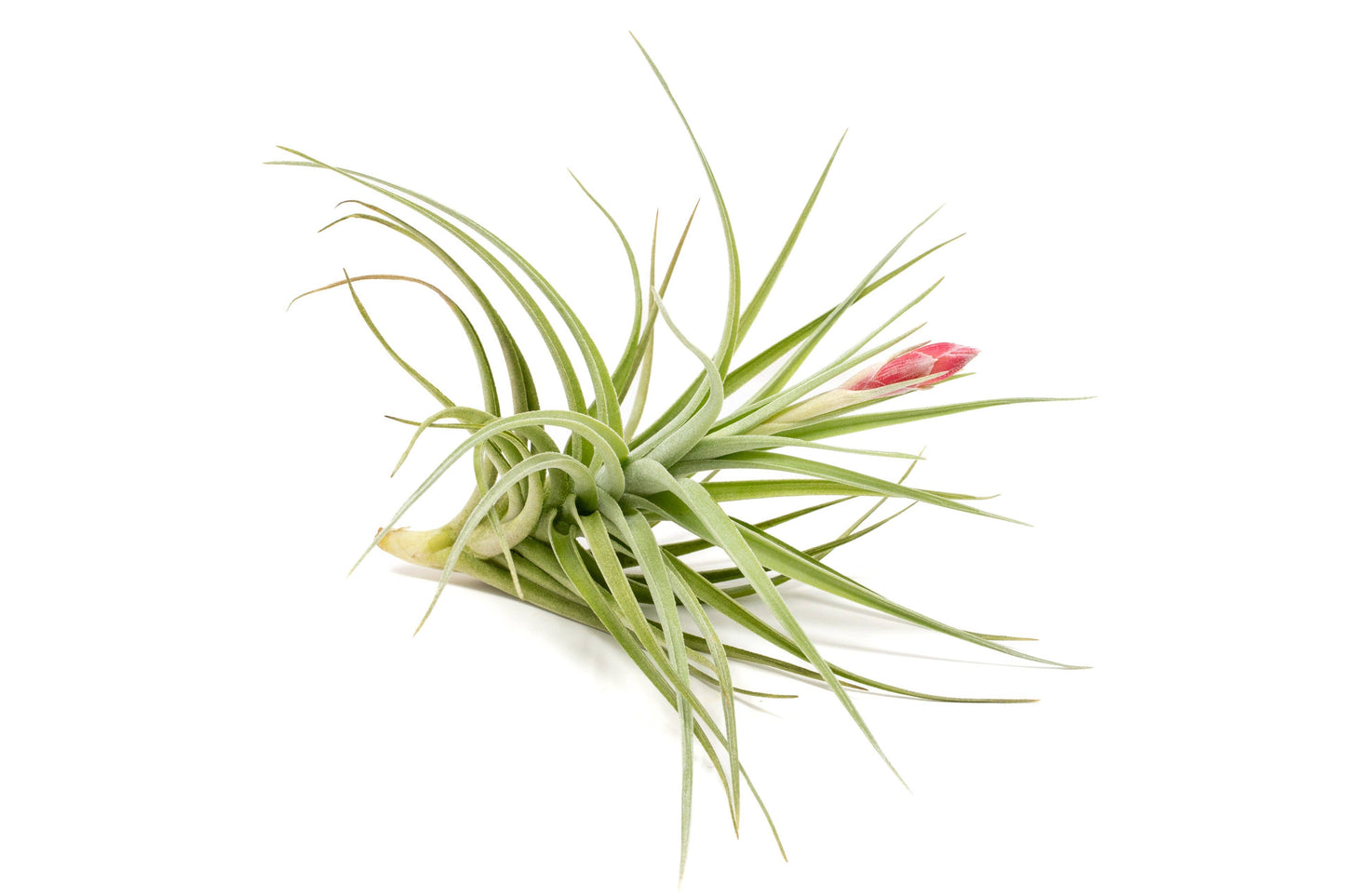 Tillandsia Leonamiana