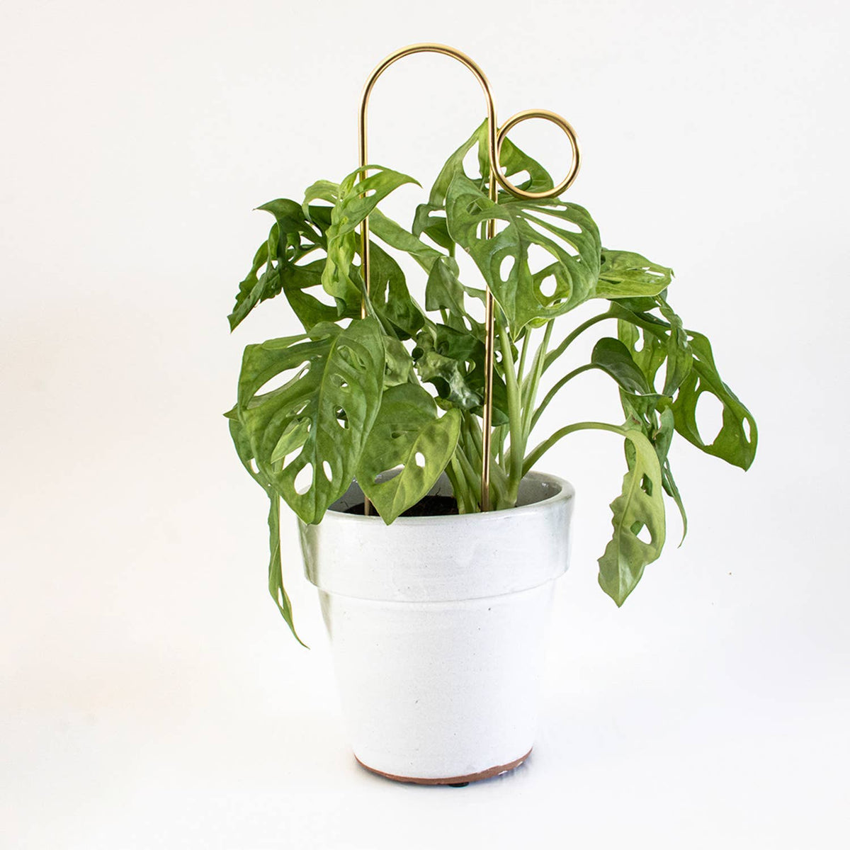 Gold Bump Plant Stake