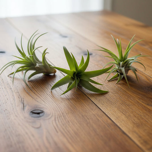 Large Tillandsia Abdita
