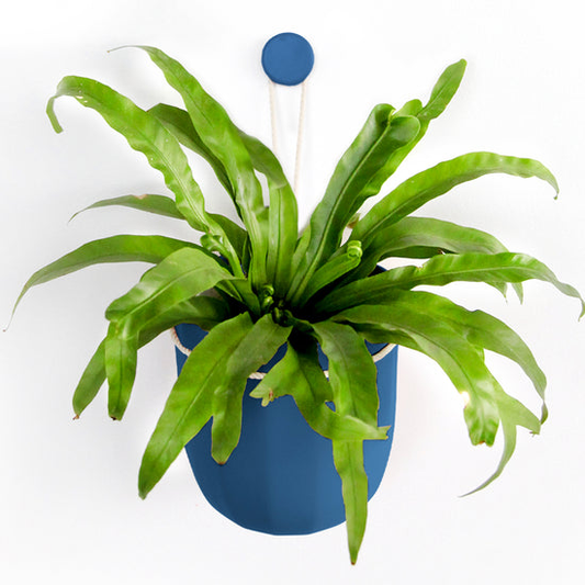 Loop Hanging Planter in Indigo