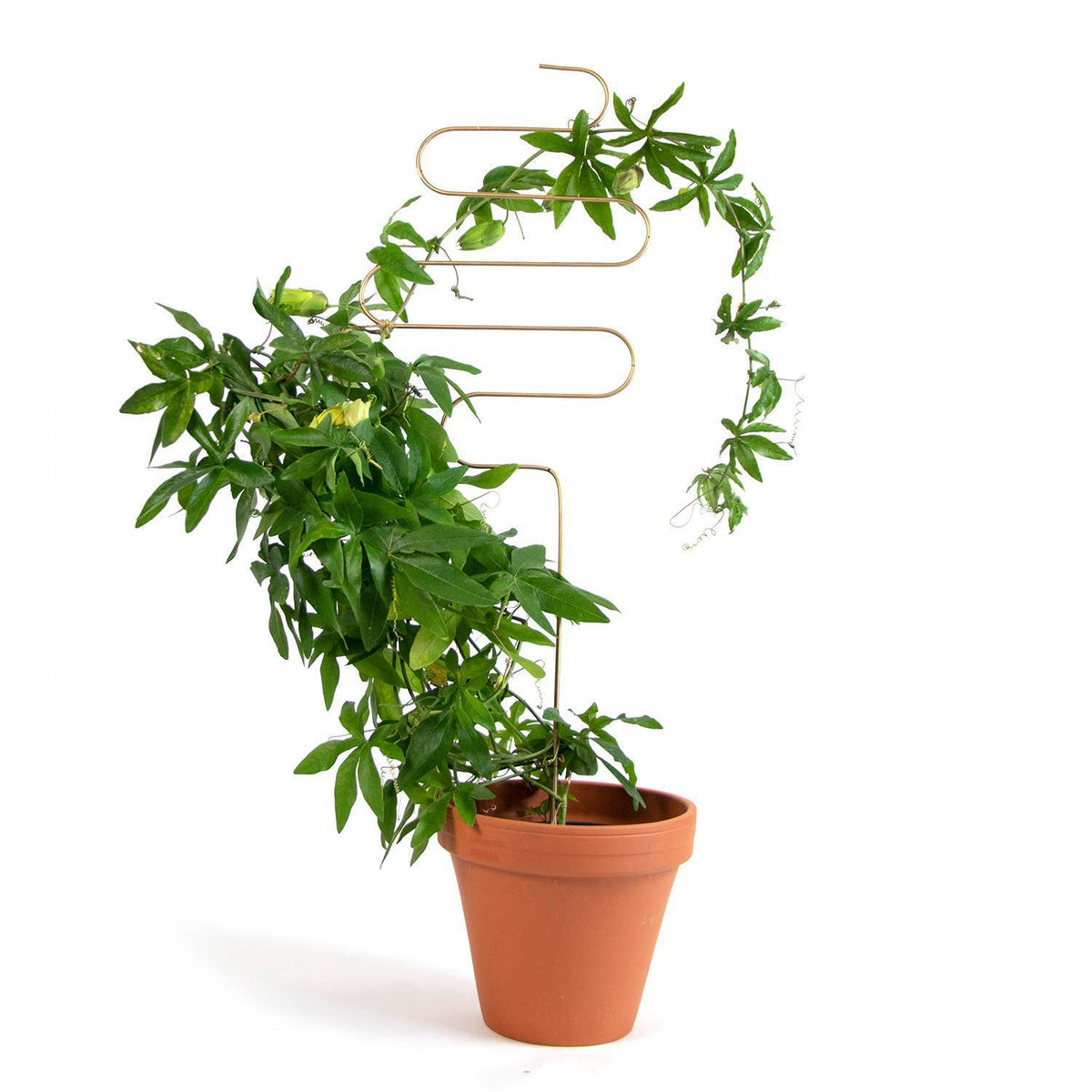 Golden Squiggle Plant Stake