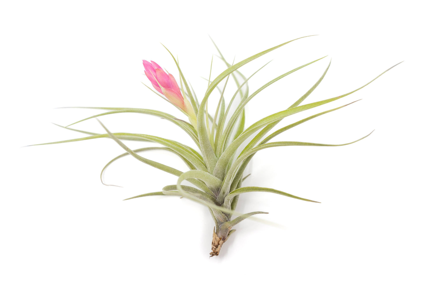 Tillandsia Stricta Green Hybrid
