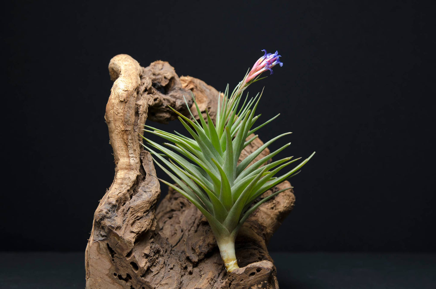 Tillandsia Aeranthos Stricta