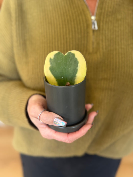 Hoya Kerrii Variegata