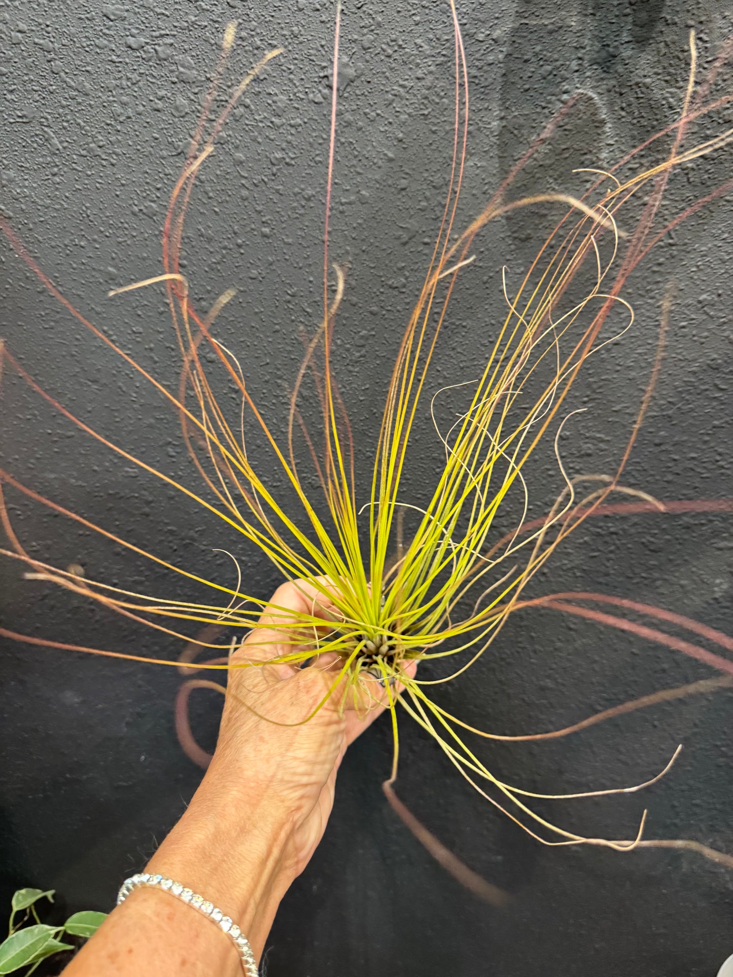 Tillandsia Juncea