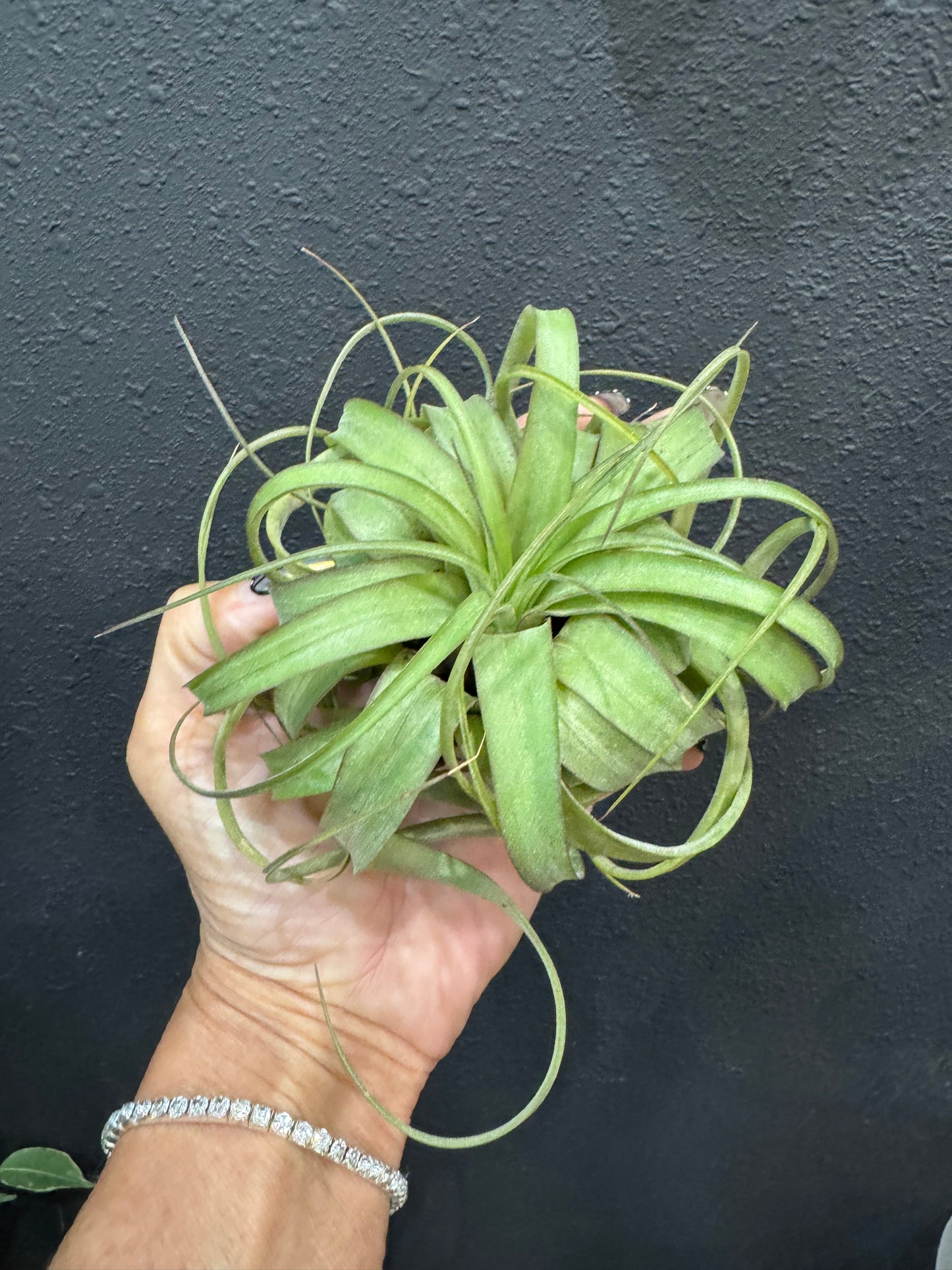 Tillandsia Eric Knobloch
