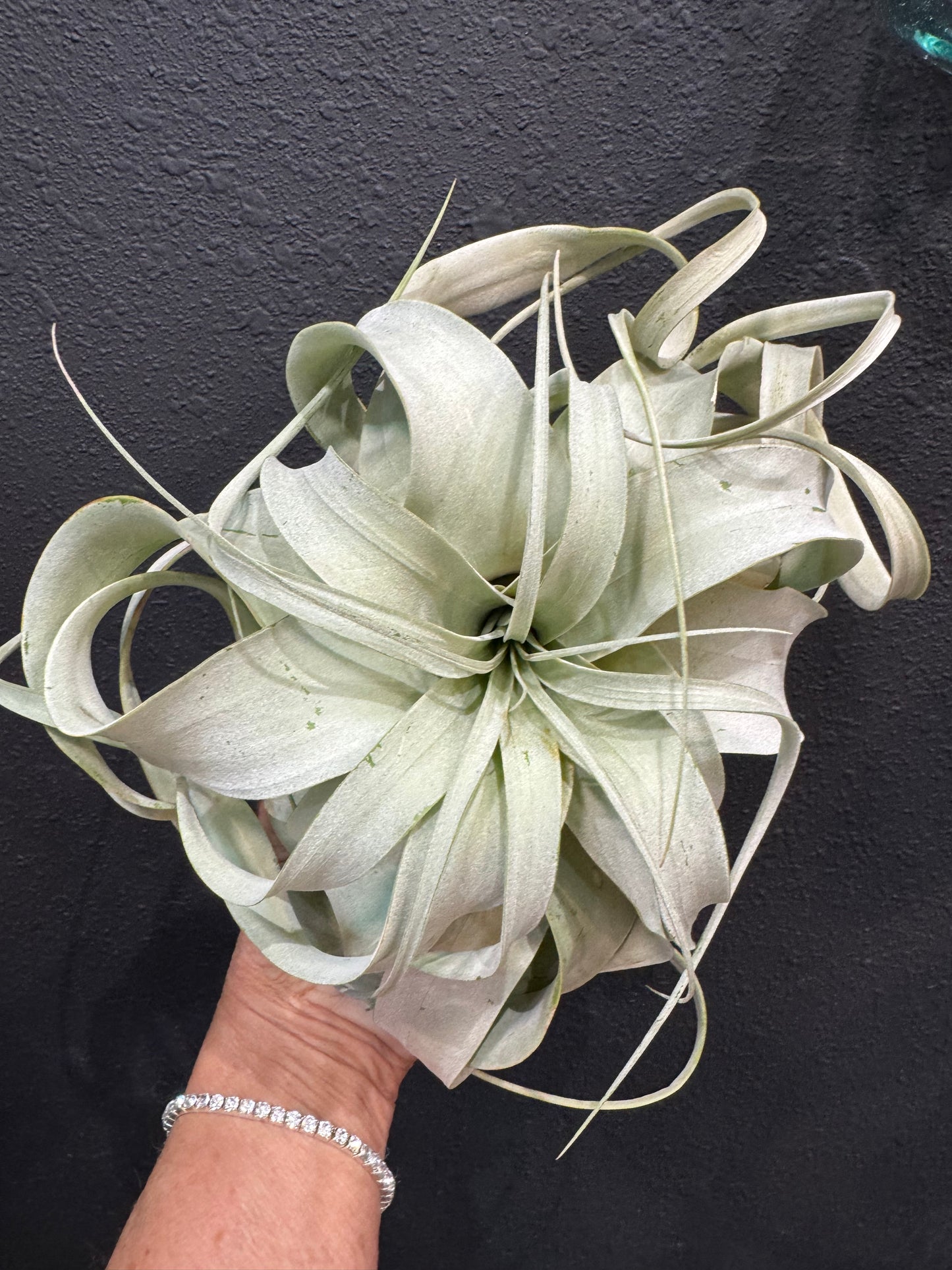 Tillandsia Xerographica