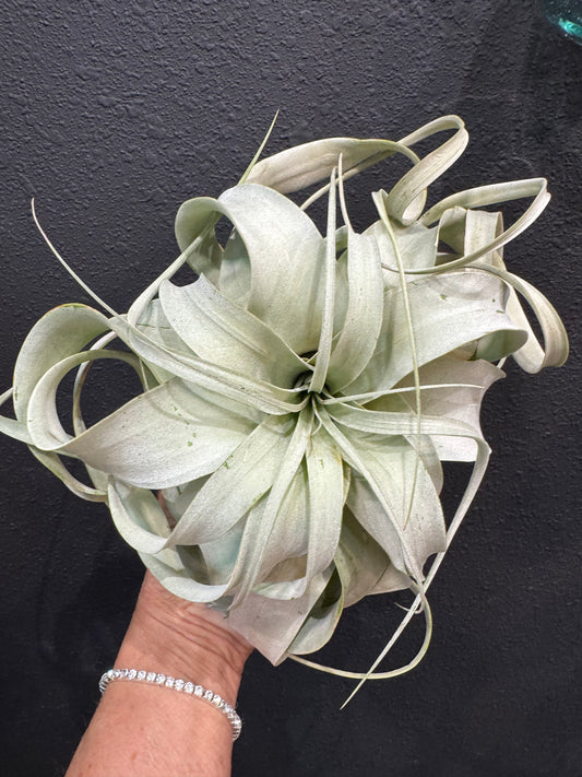 Tillandsia Xerographica