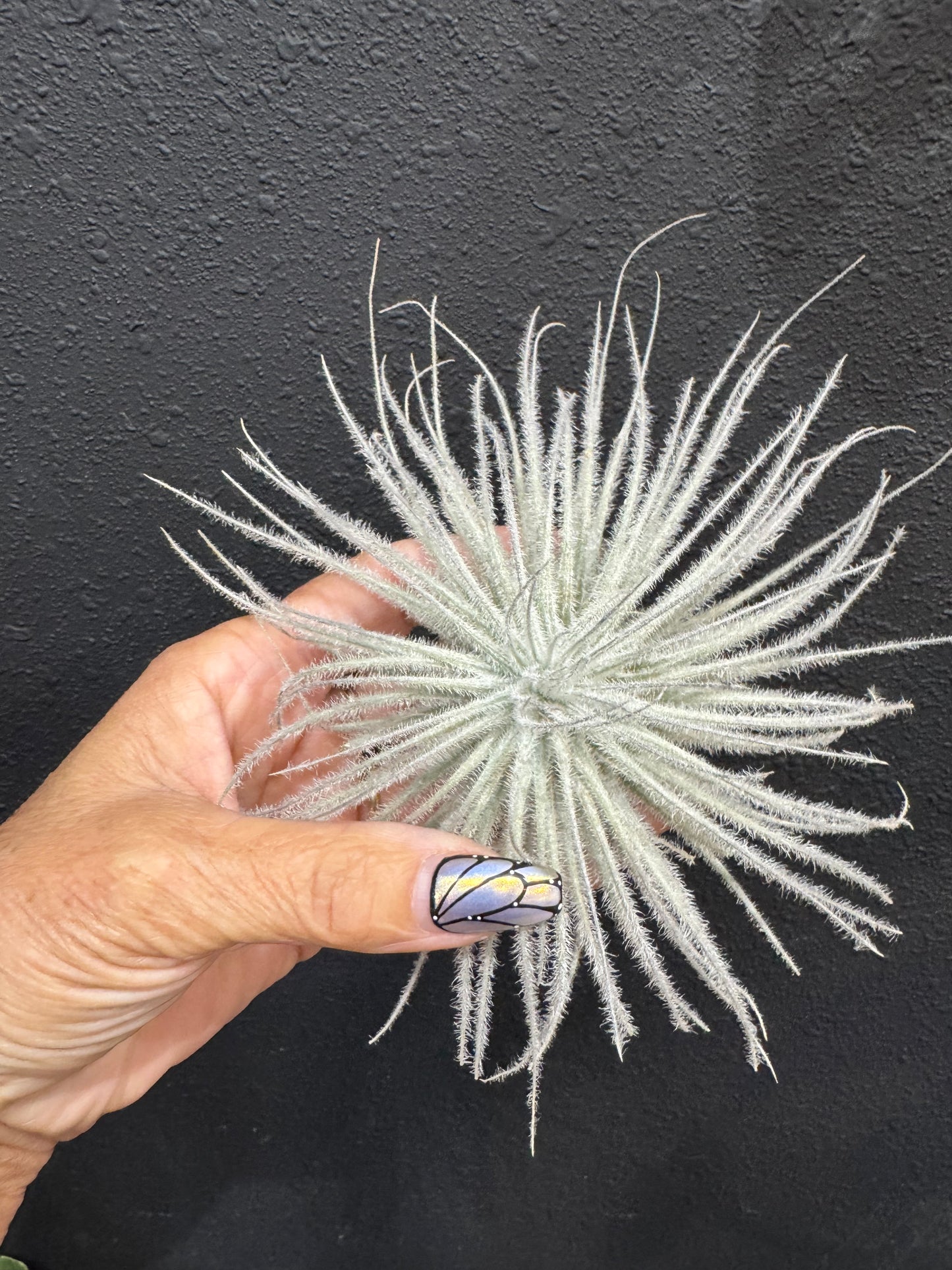 Tillandsia Tectorum