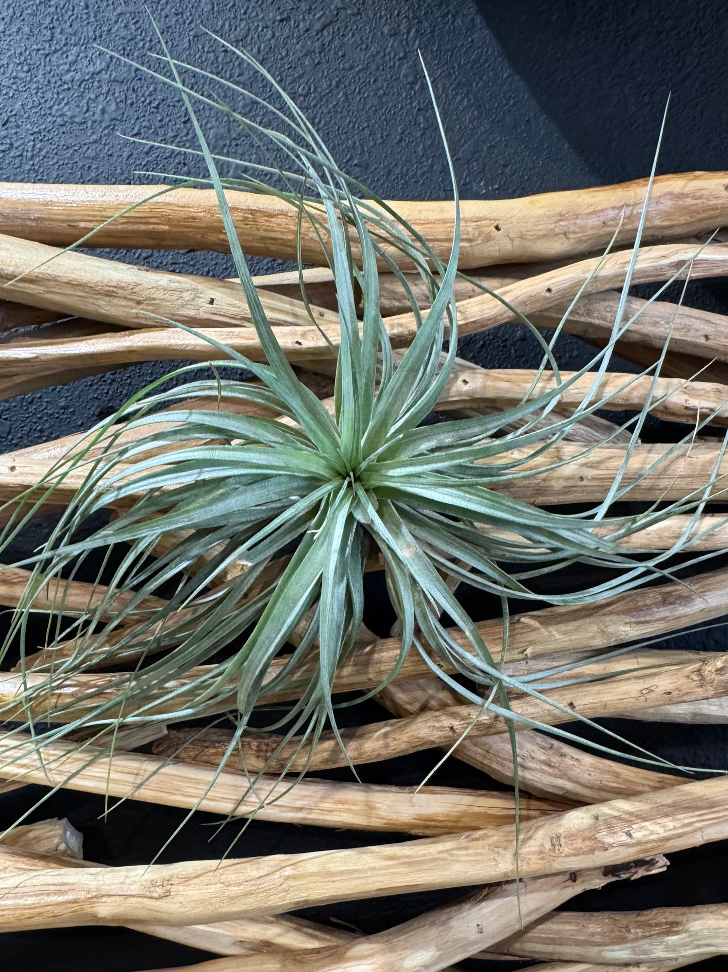 Tillandsia Houston Cotton Candy