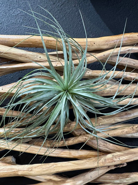 Tillandsia Houston Cotton Candy