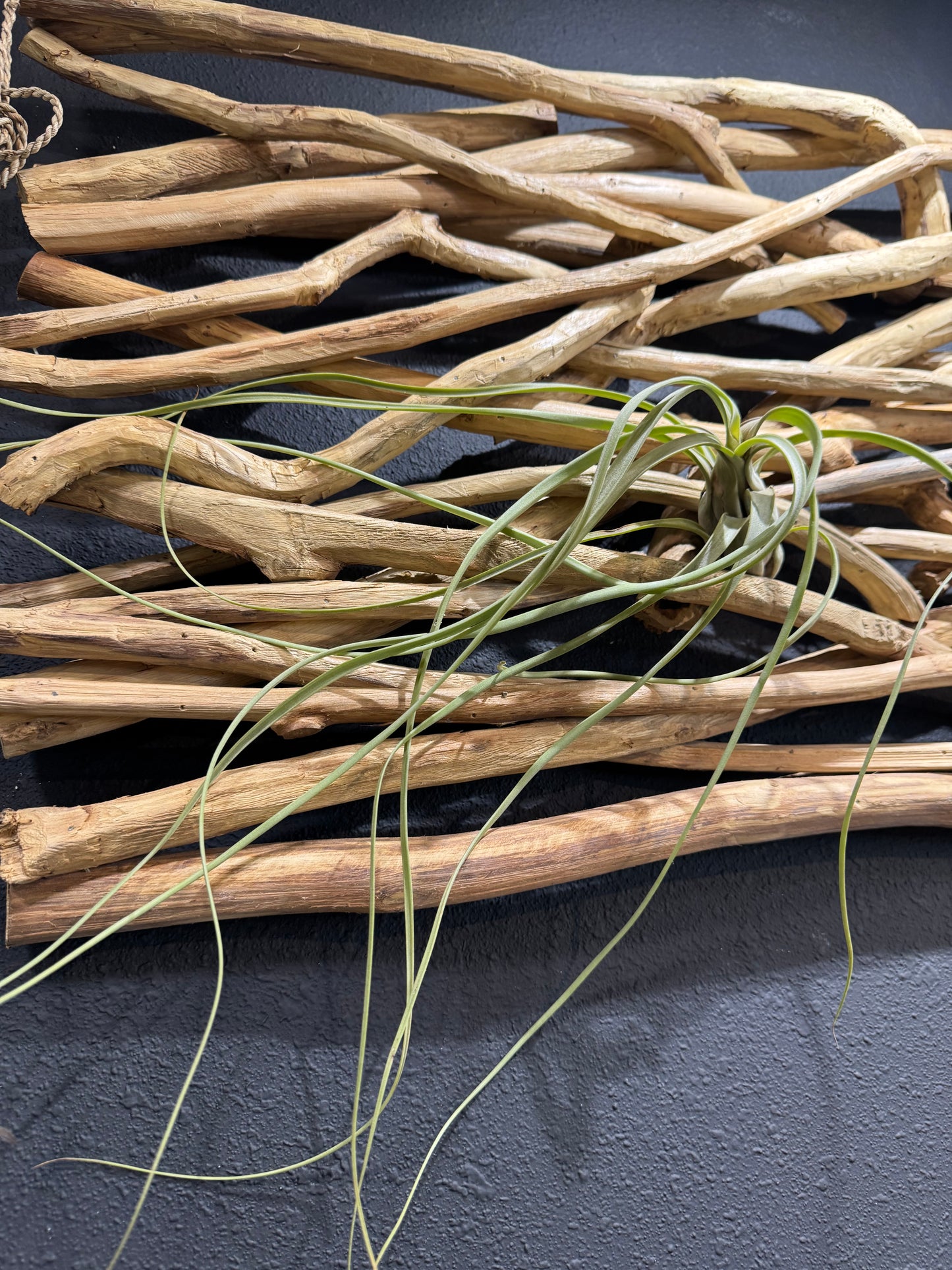 Tillandsia Balbisiana