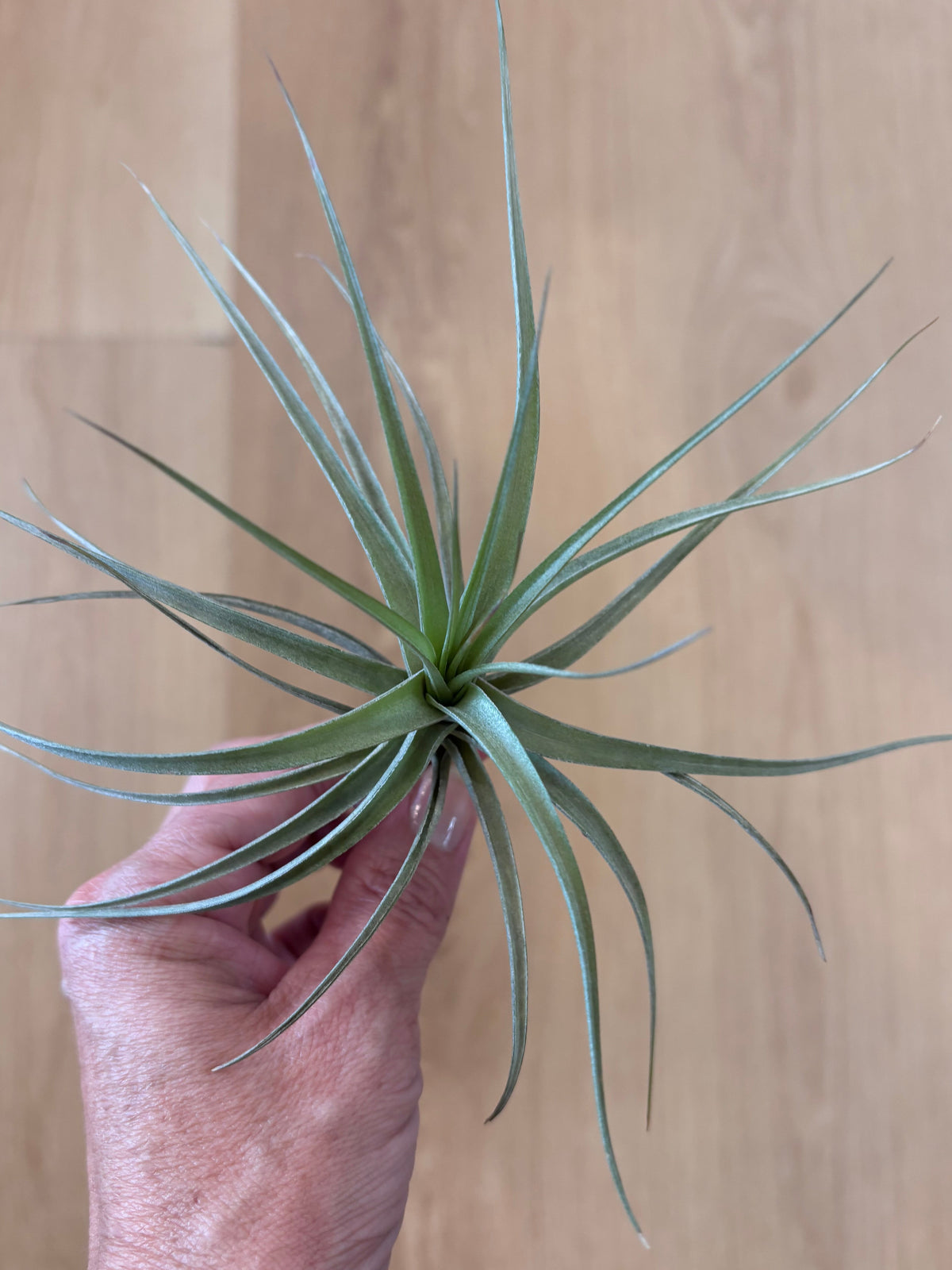 Tillandsia Stricta Green Hybrid
