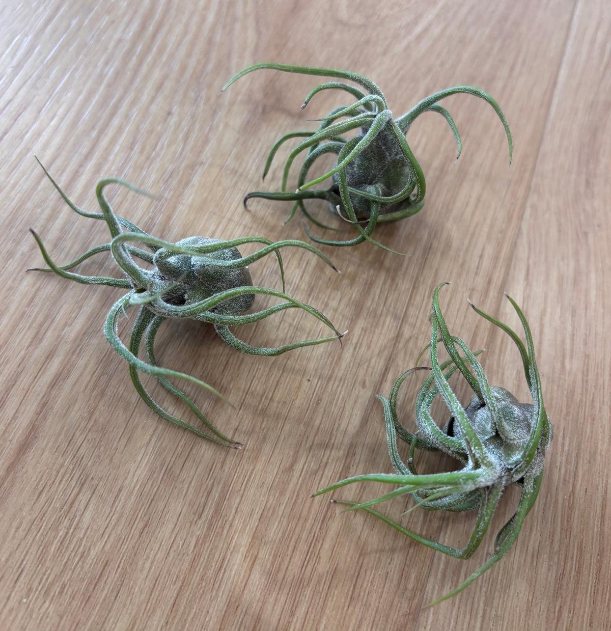 Tillandsia Pruinosa