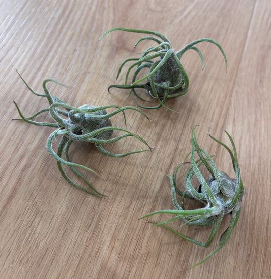 Tillandsia Pruinosa