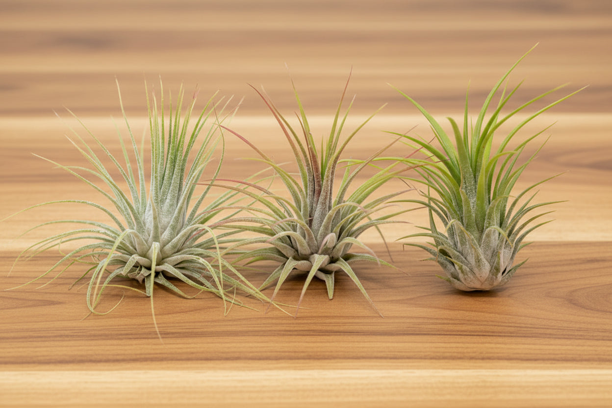 Tillandsia Ionantha Guatemala