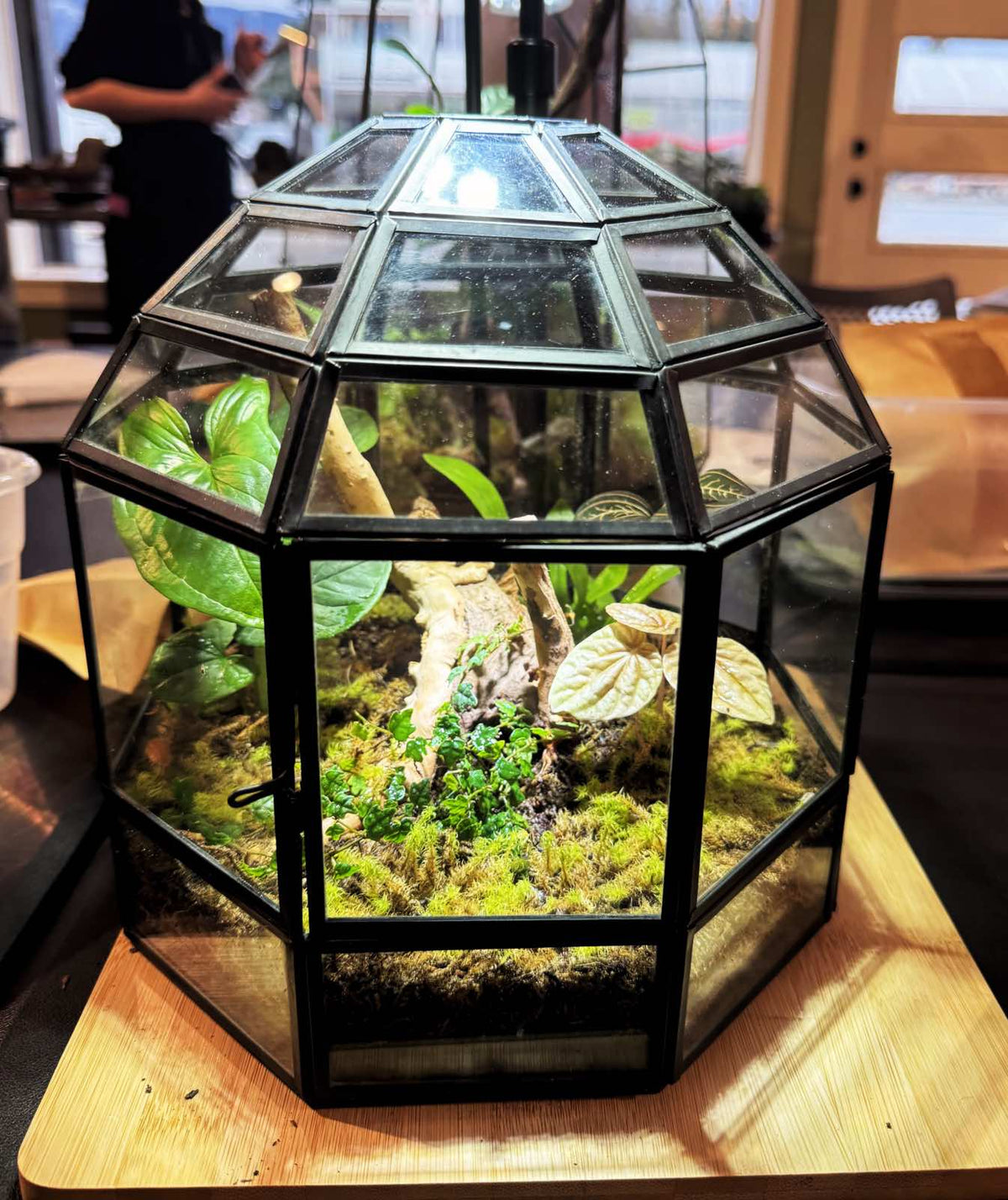 Terrarium Workshop