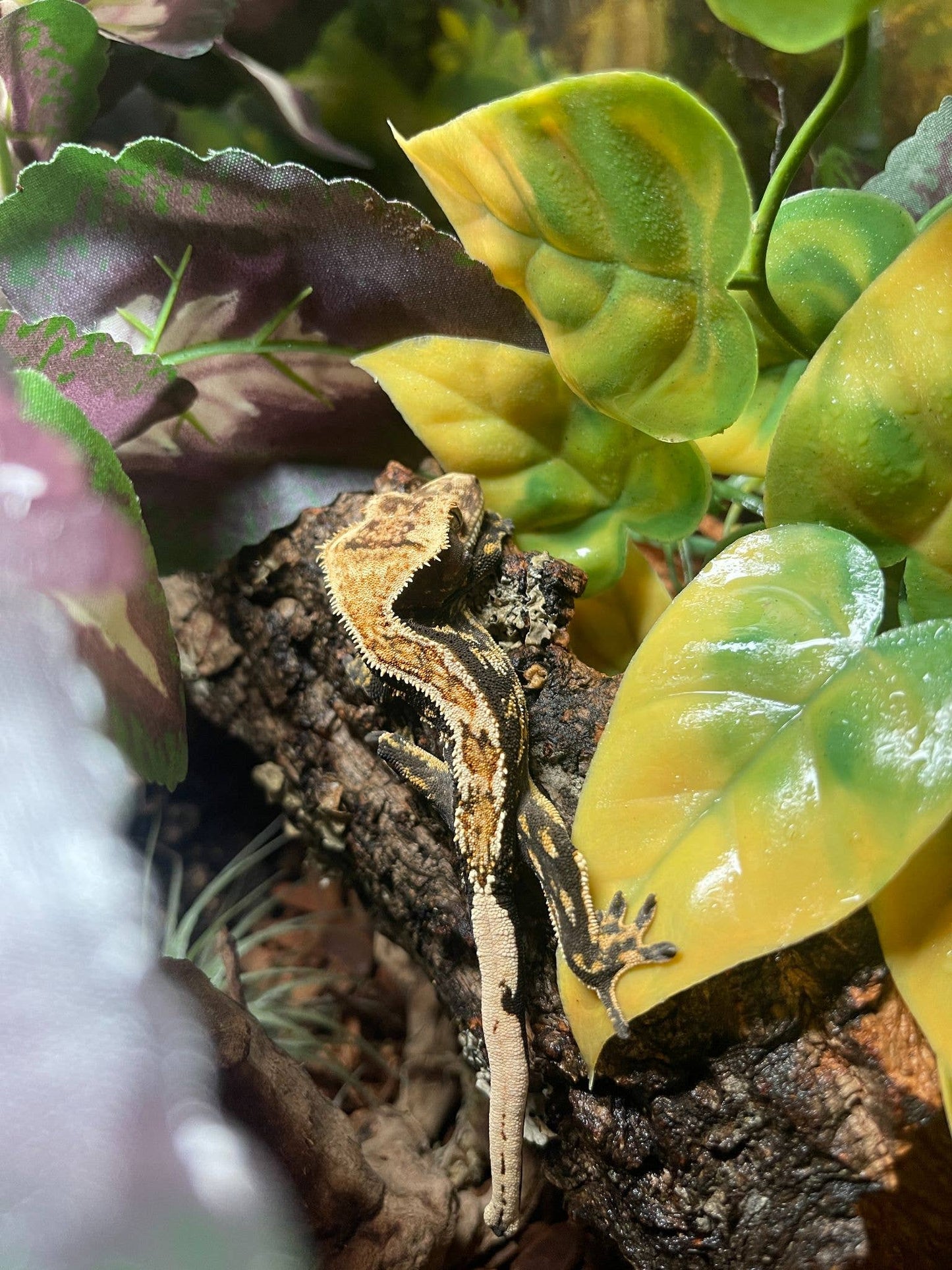 Assorted Cork Bark for Terrariums
