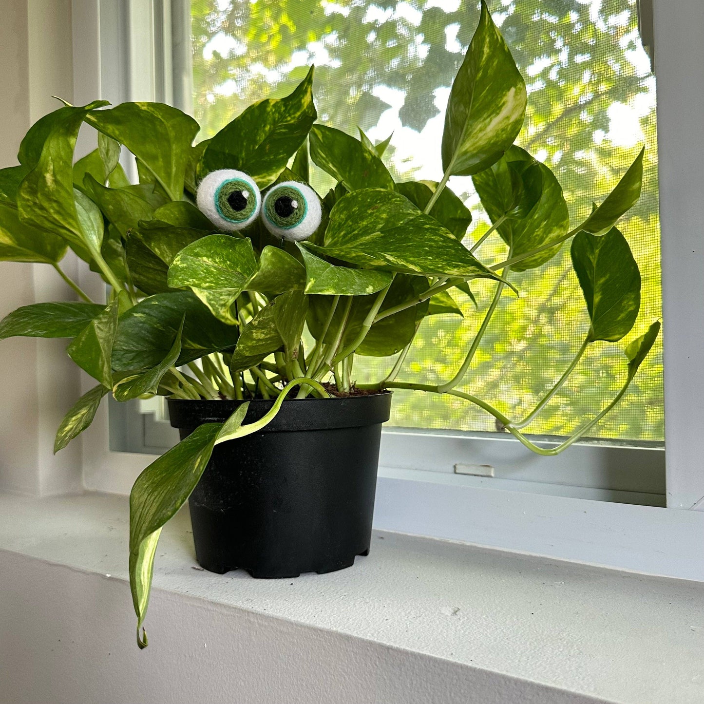 Felt Plant Eyes