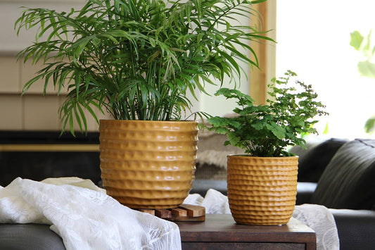 Mustard Honeycomb Pot
