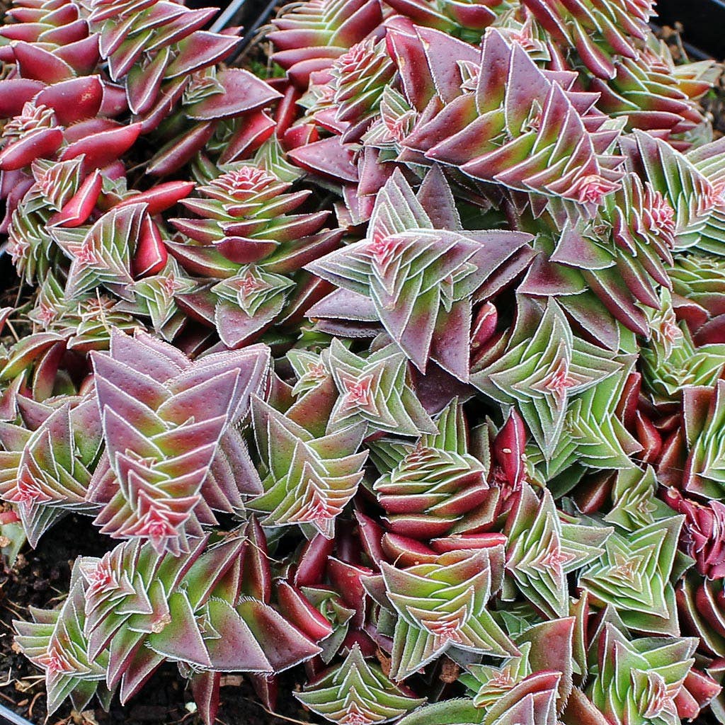 Crassula Capitella Thyrsiflora