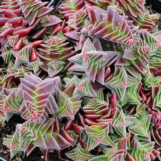 Crassula Capitella Thyrsiflora
