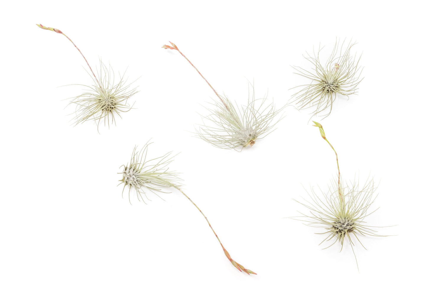 Tillandsia Thin Argentea