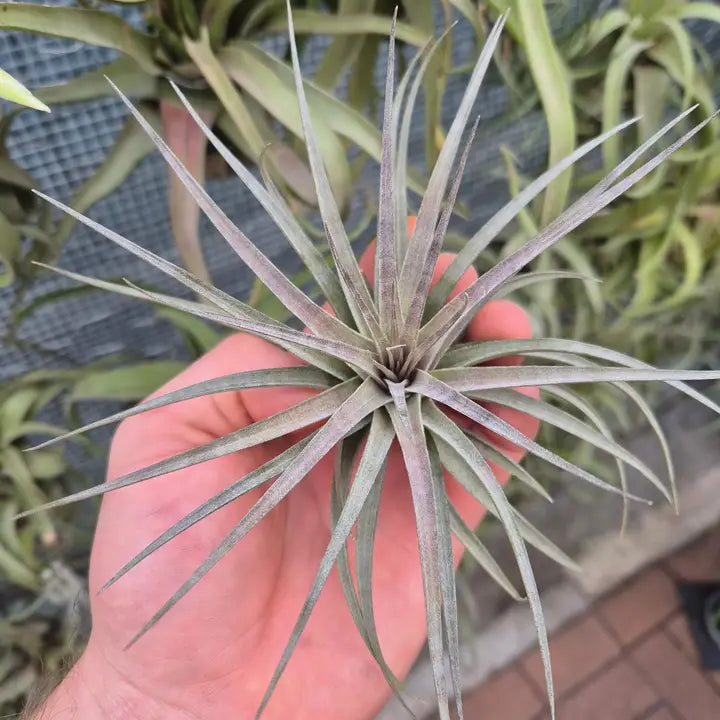 Tillandsia Aeranthos Stricta