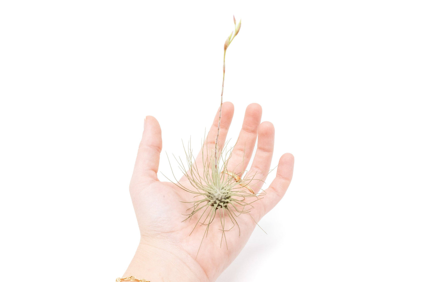 Tillandsia Thin Argentea