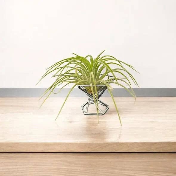 Mini Metal Air Plant Stand
