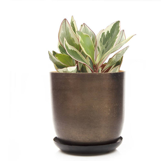 Joe Metal Bronzed Pot