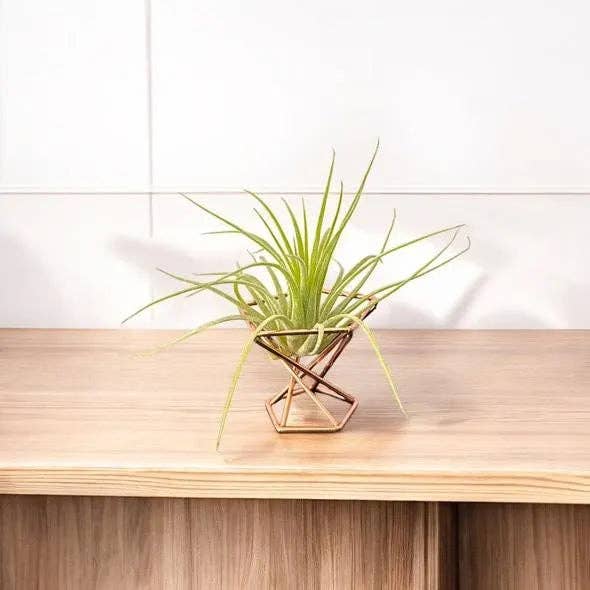 Mini Metal Air Plant Stand