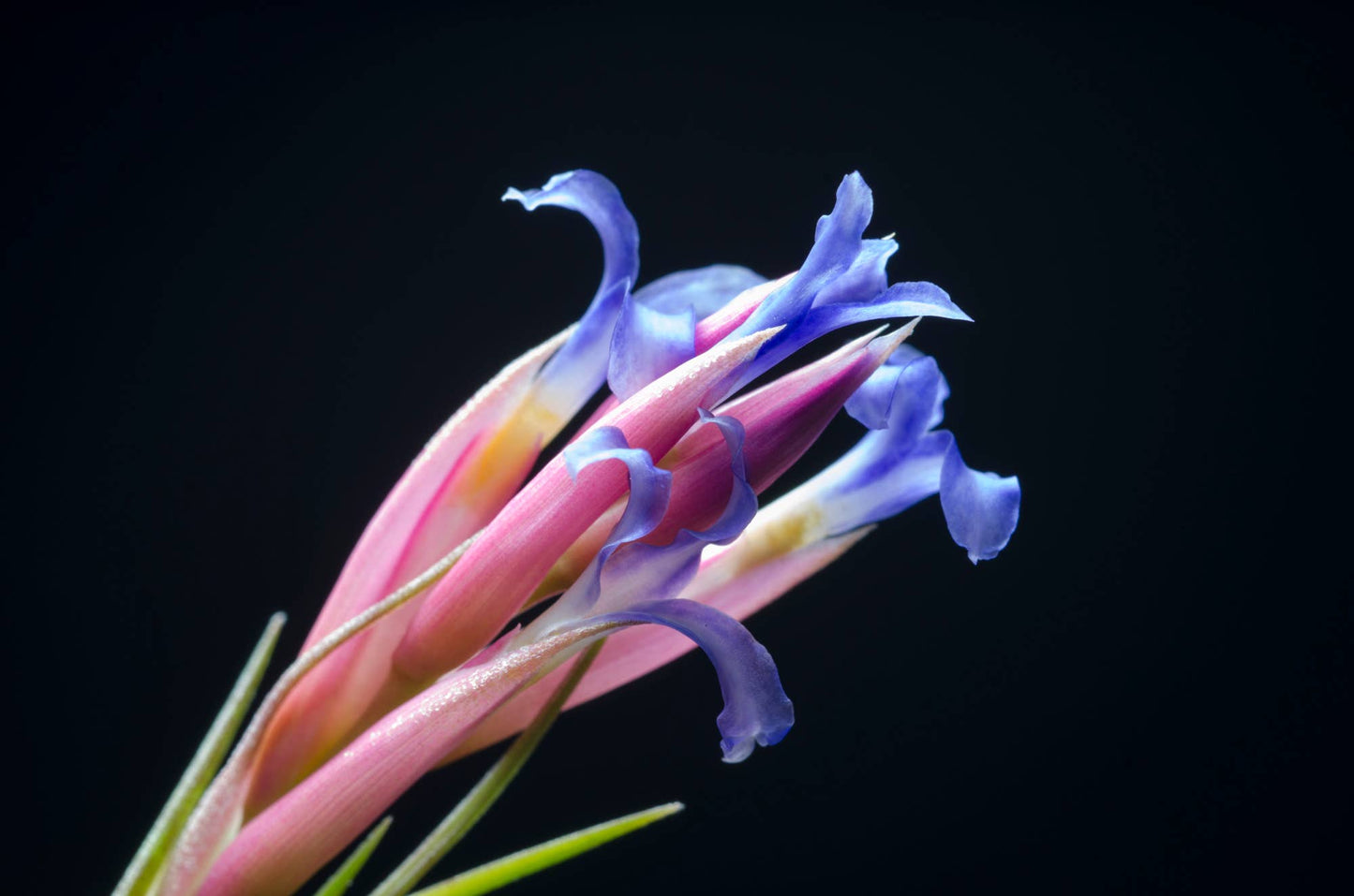 Tillandsia Aeranthos Stricta
