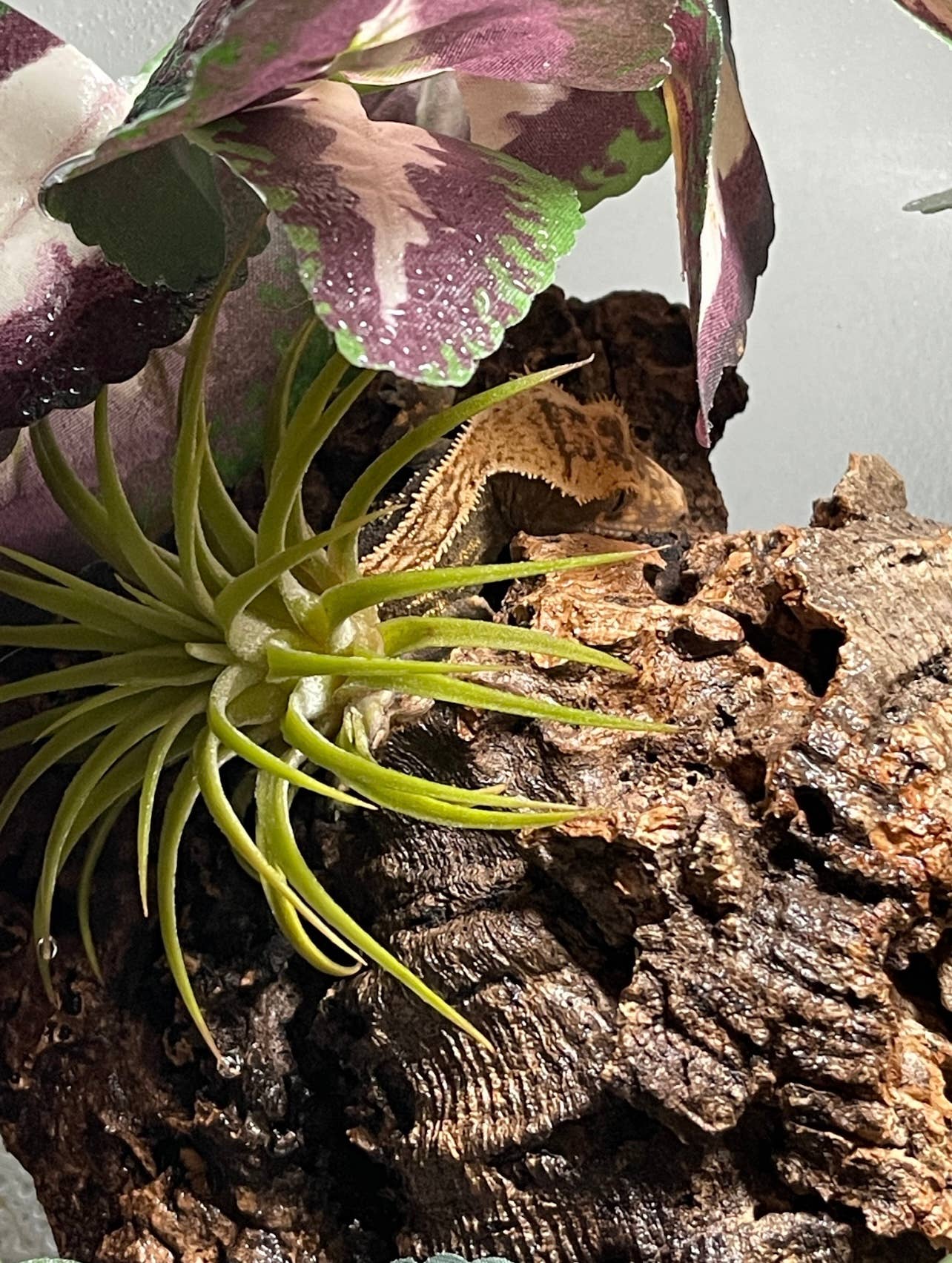 Assorted Cork Bark for Terrariums