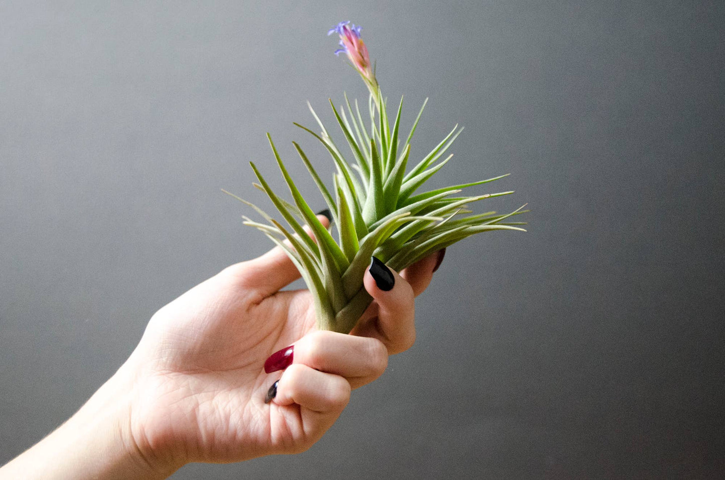 Tillandsia Aeranthos Stricta