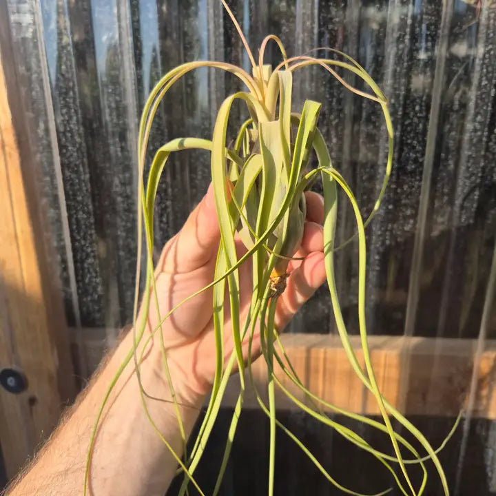 Tillandsia Balbisiana