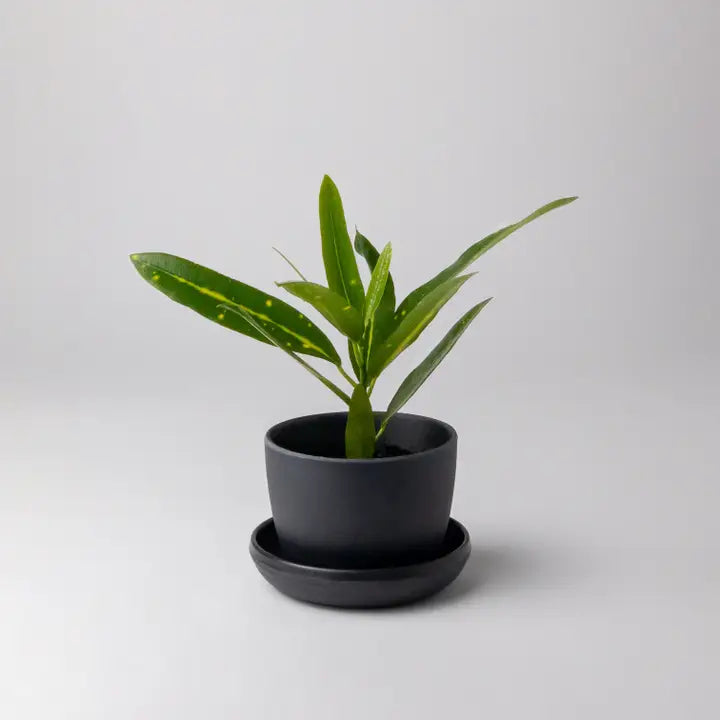 Bamboo Fiber Pot & Saucer
