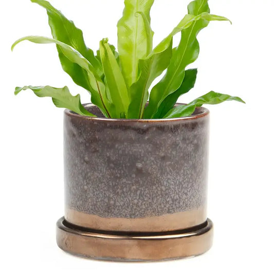 Minute Ceramic Planter & Tray