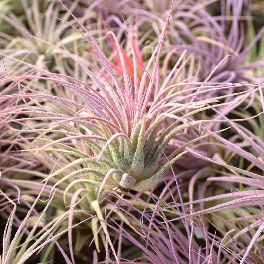 Tillandsia Ionantha Vibrant Colors