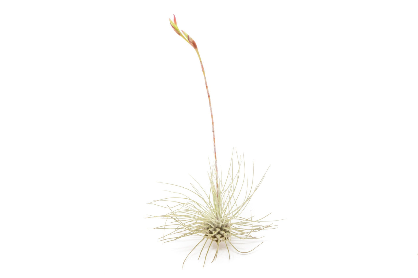 Tillandsia Thin Argentea