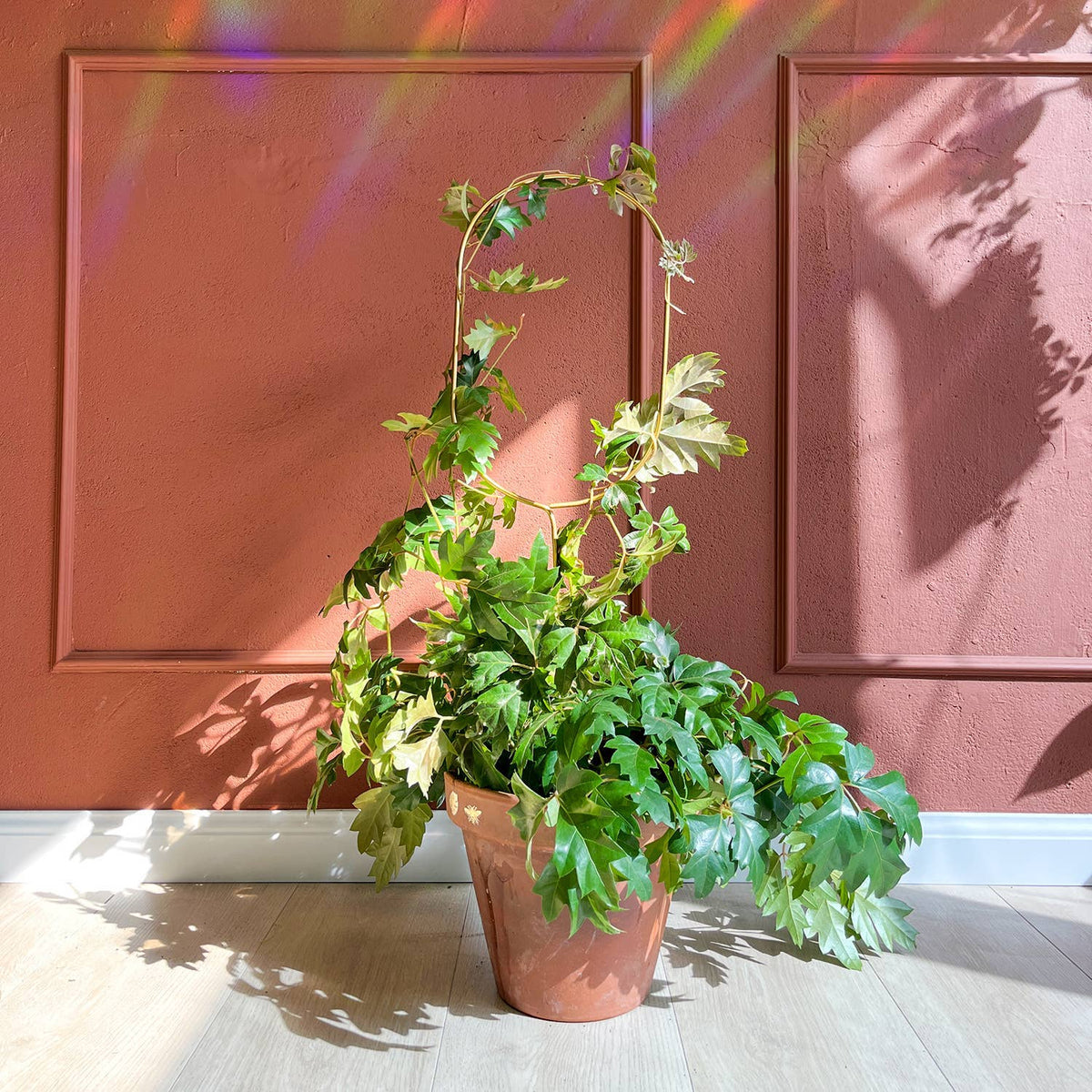 Golden Arch Plant Stake